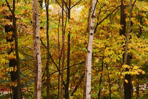 Vermont fall foliage Stock Photos