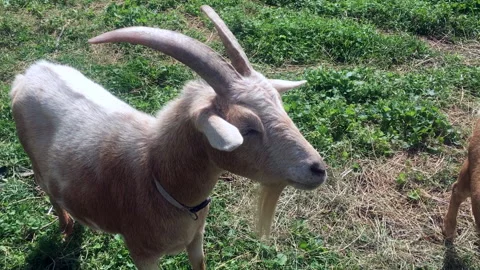 Vermont Goats Stock Footage 147570349