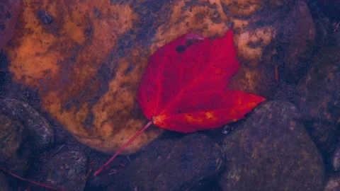 Vermont Maple Leaf Underwater Stock Footage 169537090