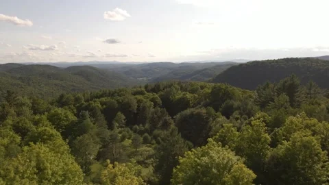Vermont Summertime Forest Видео 169607969
