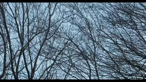 Vermont Trees in the winter Stock Footage 283901849