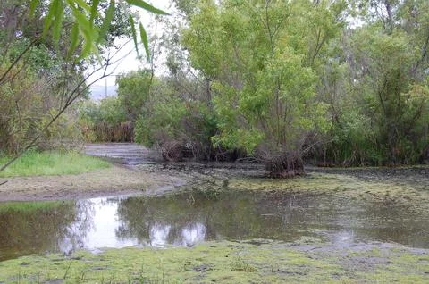 Vernal Marsh 2 Foto stock