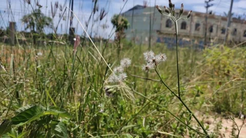 Vernonia herb Stock Footage 239188742