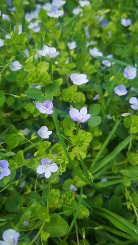 Veronica alpine close-up. White and purple flowers that grow in mountainous area Stock Footage 274469892