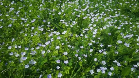 Veronica alpine close-up. White and purple flowers that grow in mountainous area Stock Footage 274470152