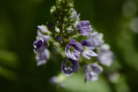 Veronica anagallis-aquatica Stock Photos