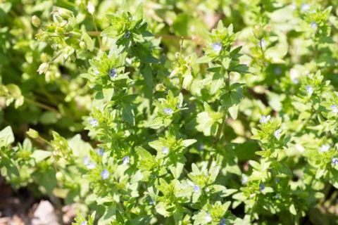Veronica arvensis Stock Photos