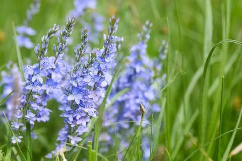 Veronica austriaca selective focus closeup macro flower in wild nature over out Stock Photos