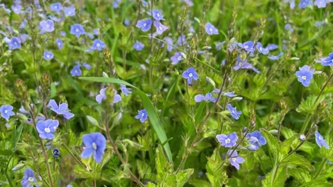 Veronica chamaedrys - blue blossoms in spring. Stock Footage 236455714