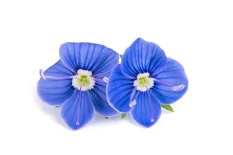Veronica chamaedrys flowers Stock Photos