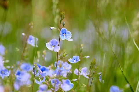 Veronica chamaedrys selective focus closeup macro flower in wild nature over out Stock Photos