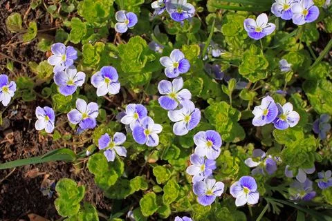 Veronica filiformis Stock Photos