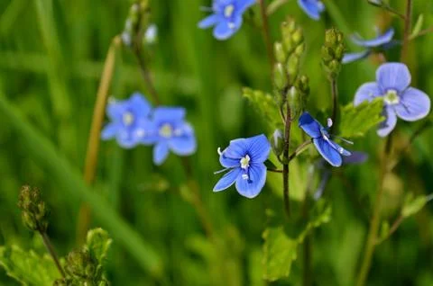Veronica flower Stock Photos
