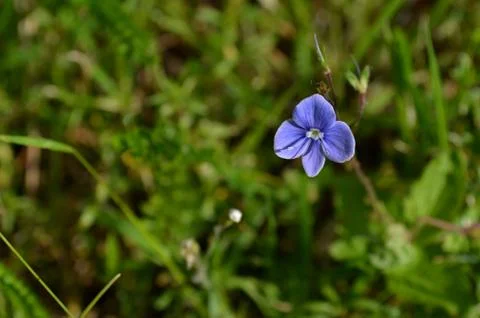 Veronica flower Stock Photos