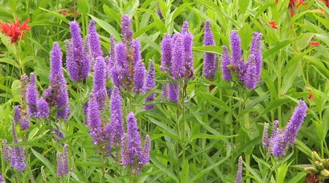 Veronica flowers, close-up. 스톡 동영상 55810499