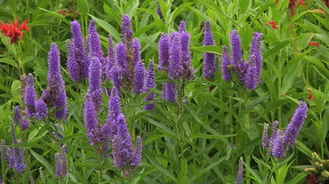Veronica flowers in the park. 스톡 동영상 55810228