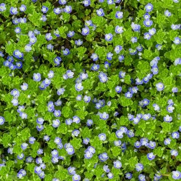 Veronica flowers pattern Small soft blue veronica flowers grow in spring o... Stock Photos