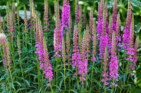 Veronica Flowers Stock Photos