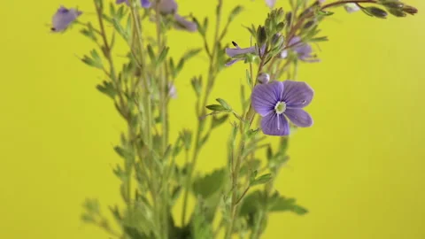 Veronica flowers on stems move on a yellow background Stockbeeldmateriaal 158173392