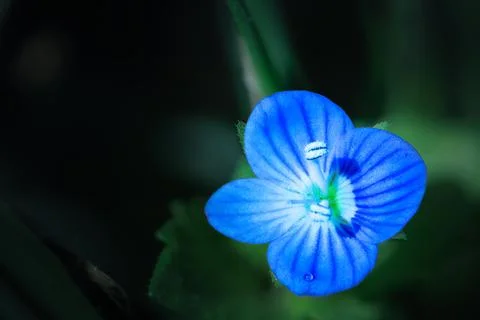 Veronica persica in macro Stock Photos