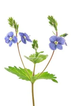 Veronica persica Stock Photos