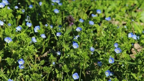 Veronica persica in the wind Stock Footage 150639278