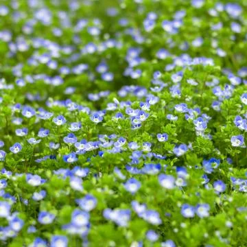 Veronica small delicate flowers Stock Photos