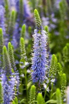 Veronica speedwell Stock Photos