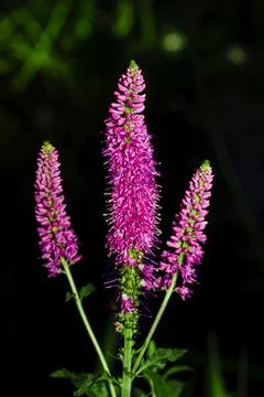 Veronica spicata Stock Photos