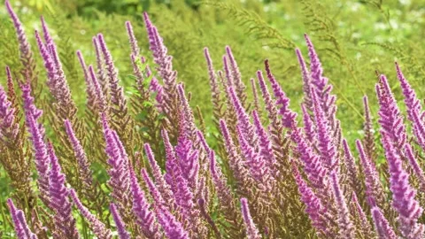 Veronica spicata red fox flowering plant in natural environment Video stock 344640298