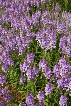 Veronica teucrium flowers Stock Photos