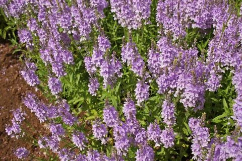 Veronica teucrium flowers Stock Photos