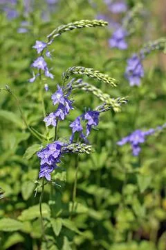 Veronica teucrium Stock Photos