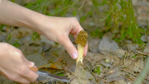 Verpa bohemica in the spring forest Stock-Footage 194508128