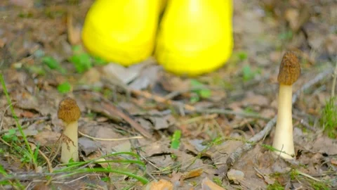 Verpa bohemica in the spring forest. Stock-Footage 194508361