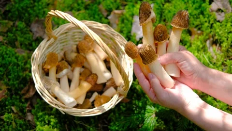 Verpa bohemica in the spring forest Stock-Footage 194511546