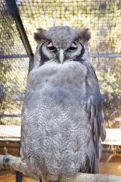 Verraux’s Eagle-Owl Foto stock