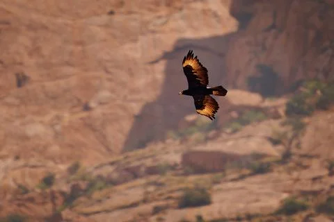 Verreaux's eagle or Black eagle, Aquila verreauxii large African bird of pr.. Stock Photos