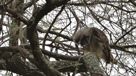 Verreaux’s Eagle-Owl (Bubo lacteus) Scratching on Branch | 4K Wildlife Stock Footage 312202598