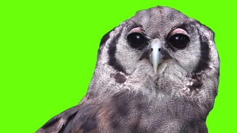 Verreauxs eagle owl looks in different directions on green screen 库存影片 330574140