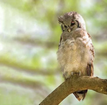 Verreaux's Eagle Owl perched on a tree Stock Photos
