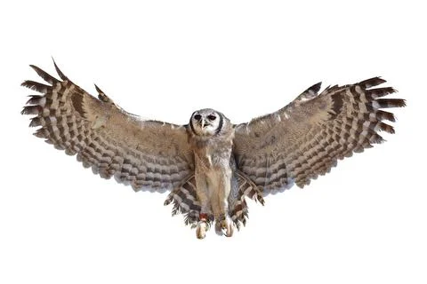 Verreaux's eagle-owl Stock Photos