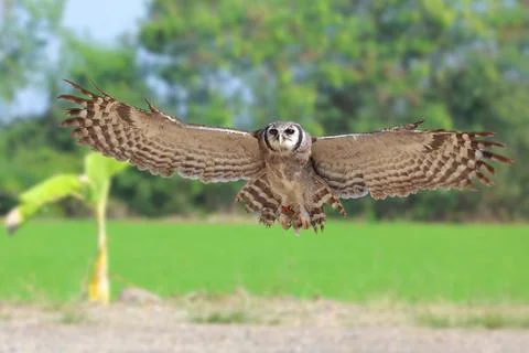 Verreaux's eagle-owl Foto stock