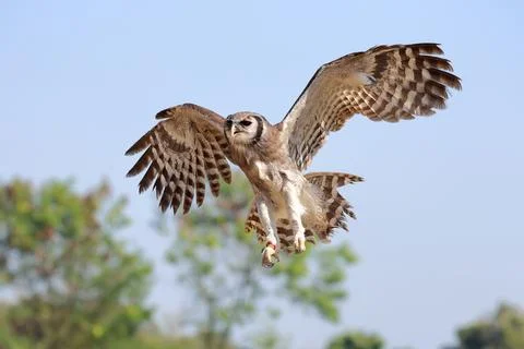 Verreaux's eagle-owl Stock Photos