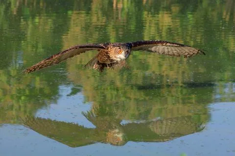 Verreaux's eagle-owl Stock Photos