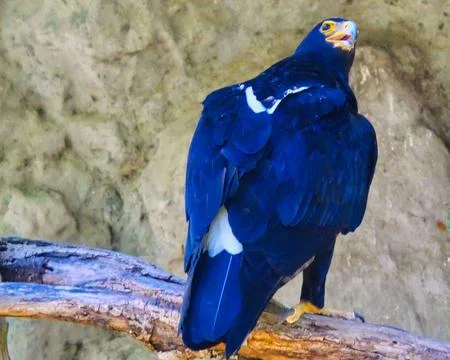 Verreaux's Eagle perched on a dead tree branch Stock Photos