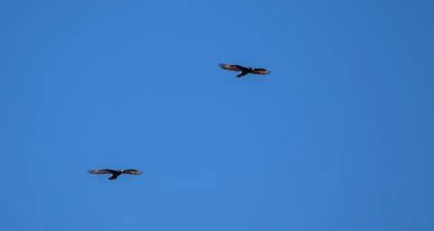 Verreaux's eagles Stock Photos