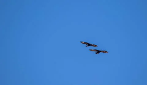 Verreaux's eagles Stock Photos