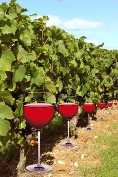 Verres à vin Stock Photos