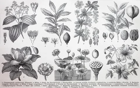 Verschiedene Pflanzen Cinnamomum ceylanicum Laurus nobilis Berberis vulgaris Stock Photos
